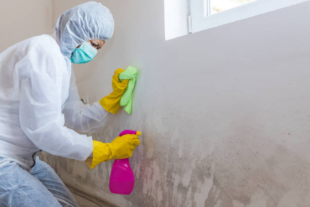 Best Mold Damage Restoration  in Curtice, OH